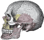 skull profile