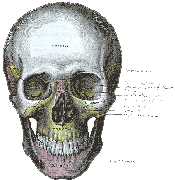 skull